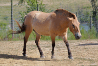 Prjevalski horse